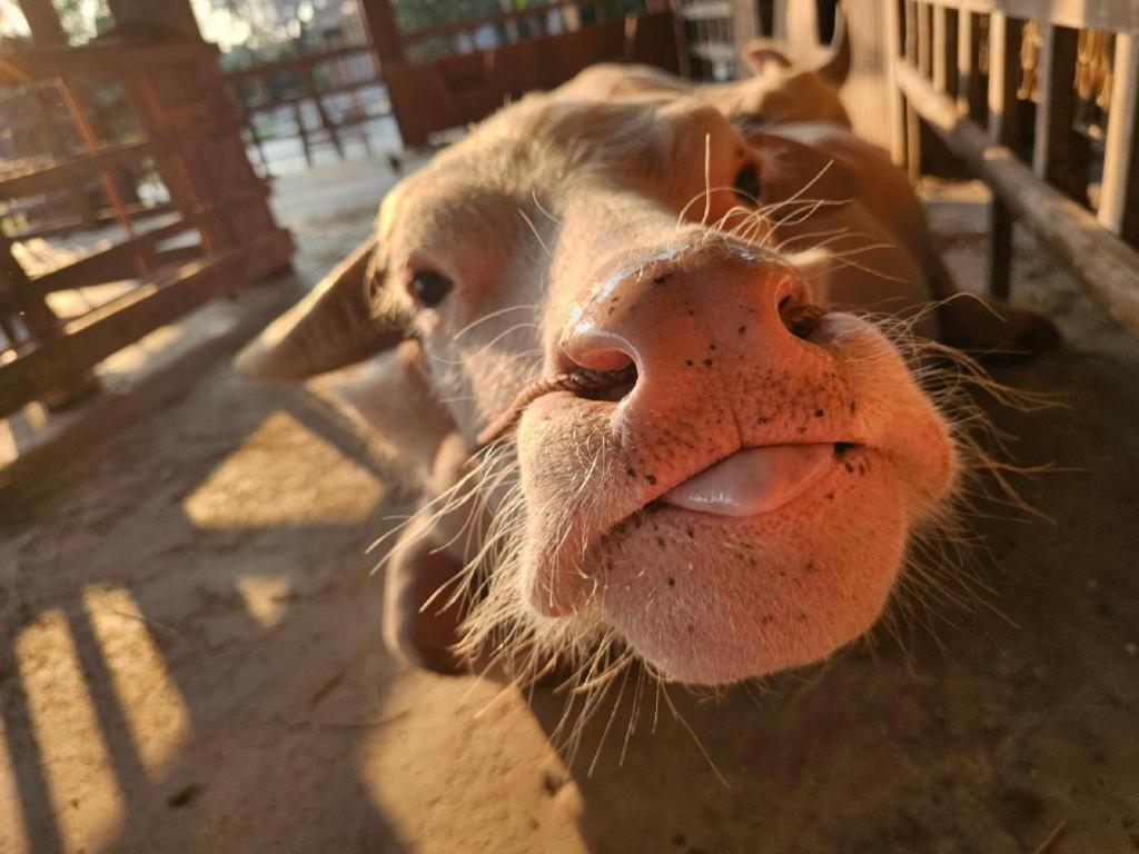 The Buffalo Amphawa Samut Songkhram Екстер'єр фото