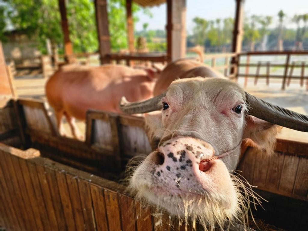 The Buffalo Amphawa Samut Songkhram Екстер'єр фото