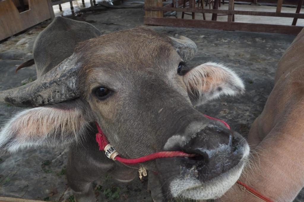 The Buffalo Amphawa Samut Songkhram Екстер'єр фото
